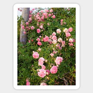 Dorothy Perkins Vintage Rambling Pink Rose Photo Sticker